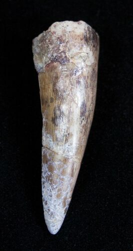 Giant Anterior Phytosaurus Tooth - Redondasaurus #1679